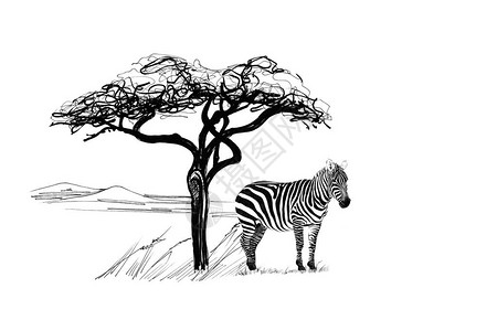 斑马在非洲的一棵树附近手绘插图收集手绘插图原件无追踪图片
