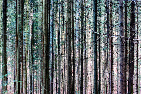 森林树木超真实天然户外模式的多色接触图像图片