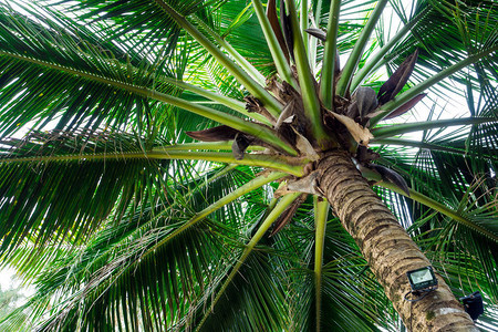 天空下的椰子树叶背景图片