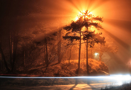 夜晚灯火通明的树木图片