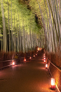 日本京都阿拉希山的天然竹林青山竹林之夜图片