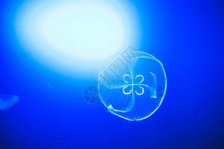 月亮水母优雅地在蓝色的水面上移动图片