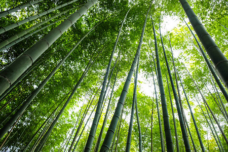 日本京都岚山热带绿竹林图片