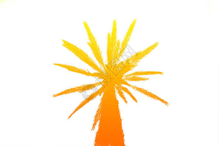 棕榈树的轮廓图片