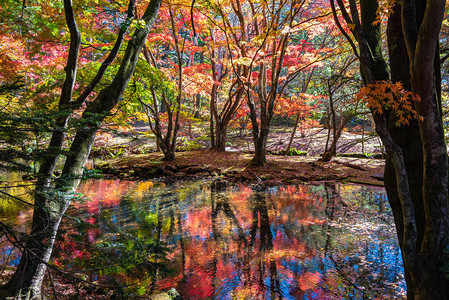 Pond的阳光日照耀地表面的多彩秋叶图片