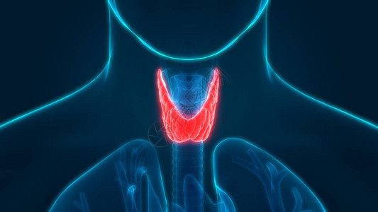 3d说明甲状腺人体器官图片