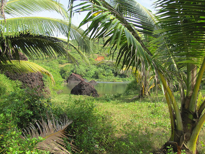 棕榈叶印度洋岛上的热带森林热带丛林的美丽景观热带森图片