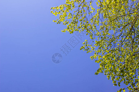 蓝色天空带有绿树枝从底部查看背景图片