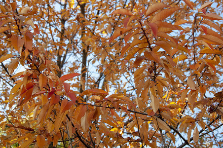 蓝色天空背景的树叶橙和黄色秋叶图片