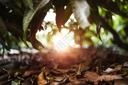 芒果糯米美丽的芒果树叶景观带有丁基效应背背景