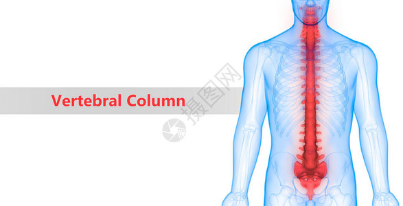 3D人类骨骼系统解剖学Vert图片