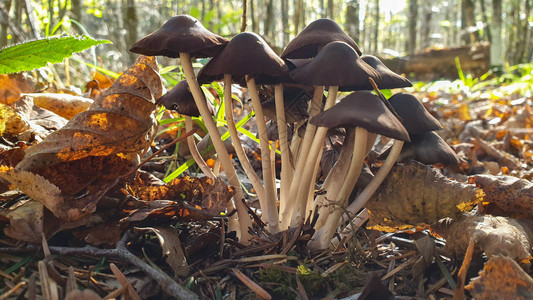 蘑菇小蘑菇在树桩上图片