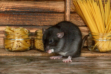 毛丝鼠黑色毛茸的老鼠是2020年的象征这只动物正坐在木屋里架子上是放着意大利面和谷物的银行一只背景
