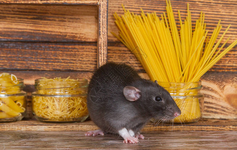 毛丝鼠黑色毛茸的老鼠是2020年的象征这只动物正坐在木屋里架子上是放着意大利面和谷物的银行一只背景