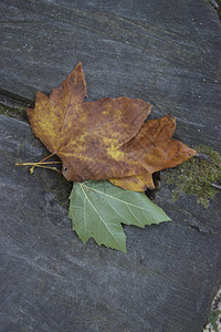 白漆的生锈木板凳上的多色秋天干叶边框复制文本背景图片
