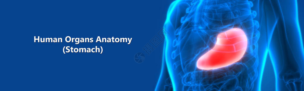 人类消化系统口胃解剖图片