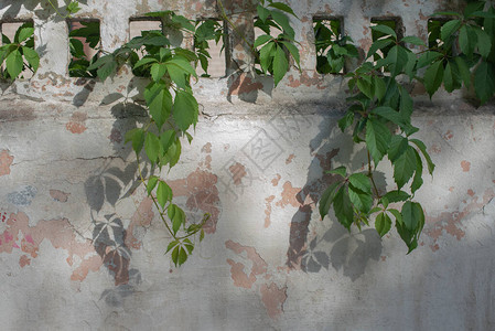 常春藤叶子在墙上墙上的绿植白墙上的野葡萄设计师用剥落的粉饰和裂缝纹理图片
