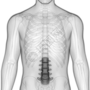 人类骨骼解剖Lumbar脊椎的一部分3图片