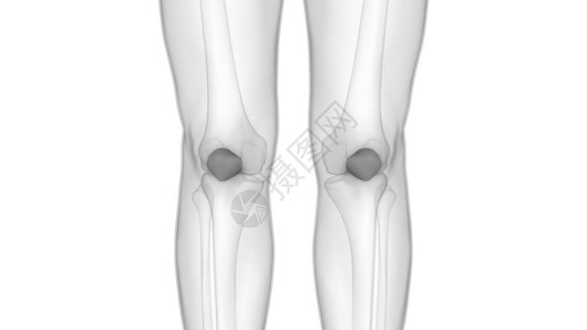 人体骨骼系统骨关节解剖学3D图片