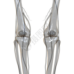 人体骨骼系统骨关节解剖学3D图片