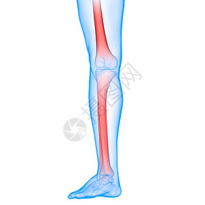 人体骨骼系统骨关节解剖学3D图片