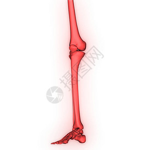 人体骨骼系统骨关节解剖学3D图片