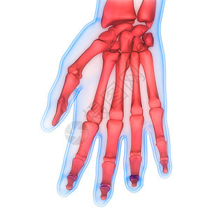 人类骨骼系统骨骼手图片