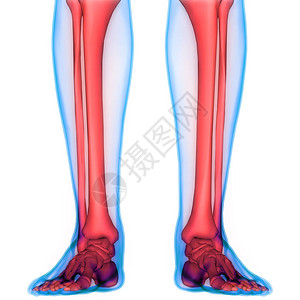 人体骨骼系统骨关节解剖学3D图片