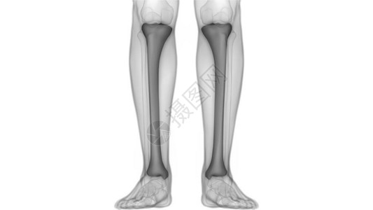 人体骨骼系统骨关节解剖学3D图片