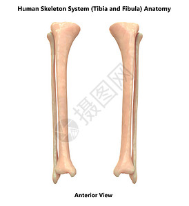 人体骨骼腿关节解剖学图片