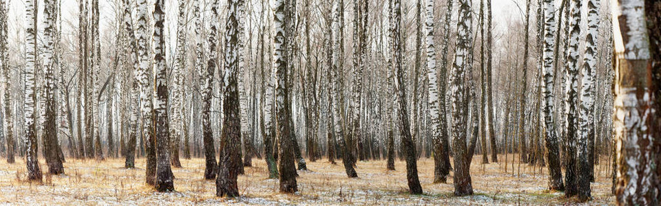 冬天一个小树林的全景201图片