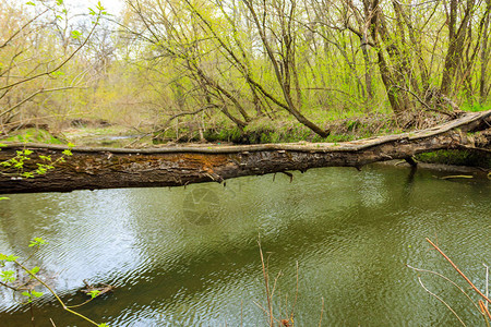 倒下的树干在绿林中像一座过河的桥图片