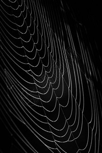 黑暗森林中的蜘蛛网背景图片