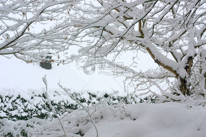 冬季极端降雪后的冬季森林创造了一个白色的冬季仙境和冬季梦想图片