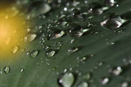 大雨落到花园之夜的绿色大叶子上背景图片