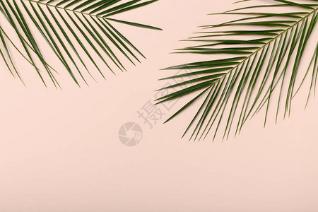 棕榈树叶热带常青植物图片