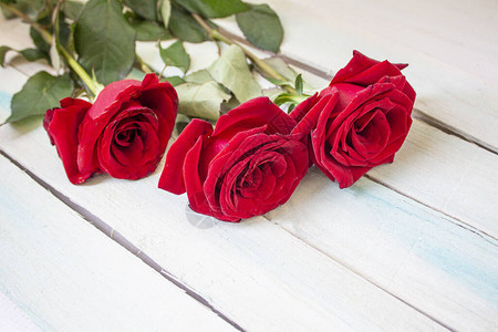 花园里美丽的玫瑰花玫瑰花背景玫瑰花纹理可爱的玫瑰热带花园中的玫瑰五颜图片