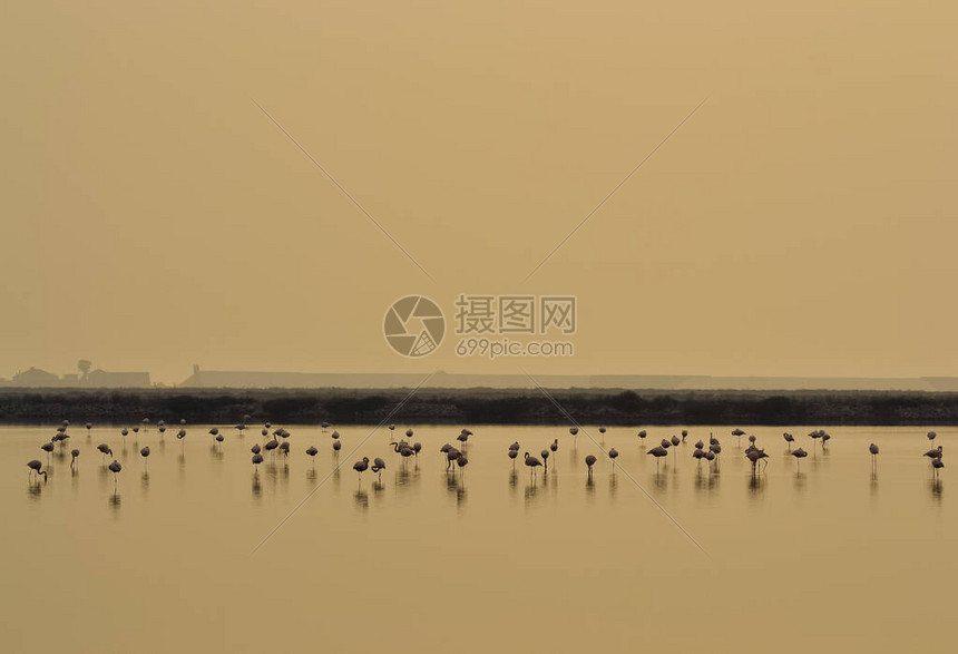 日落时的鸟儿和鸟儿天际线的照片图片