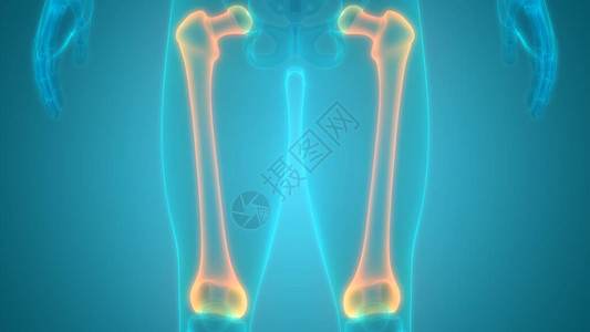 3D人类骨骼系统骨骼联图片