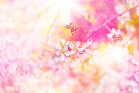 美丽的树枝樱桃明亮多彩的春花美丽的自图片