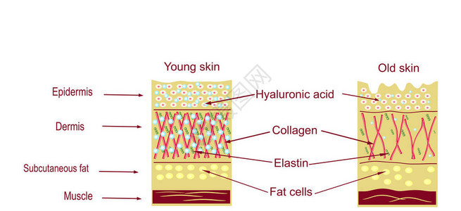 皮肤的解剖结构皮肤老化图片