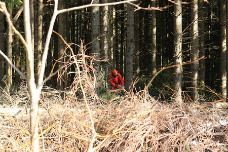 一个伐木工人在树林里工作图片