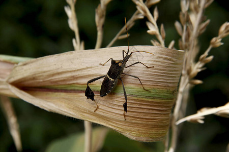 玉米种植园被昆虫Leptoglossuszonatus侵扰农业害虫图片