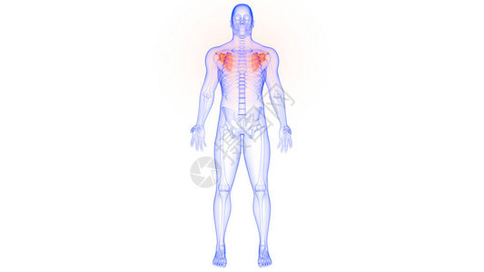 人体骨骼系统解剖学3d渲染的肩胛骨关节图片