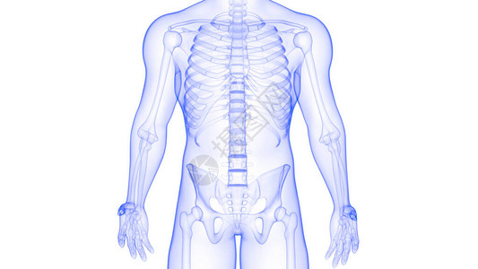 人体骨细胞系统3D图片