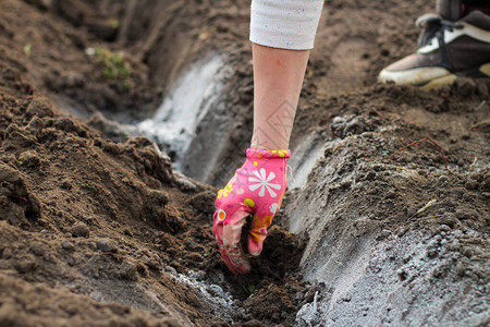 一只戴着彩色手套的女手将土豆放在撒满灰烬的沟里作为肥料在家庭花园种背景图片