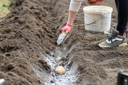 一只戴着手套和勺子的女手在种植土豆之前将灰烬撒在花园里在种植马铃薯之前给土背景图片
