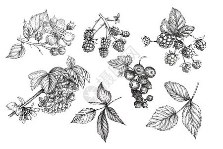 草莓果叶树枝春夏古代果汁素食主义天然用于壁纸标签商业卡的自图片