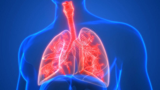 人体呼吸系统部分的3图片