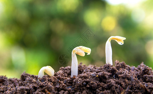 种子到树播种植物种子生长概念农业植物播种图片